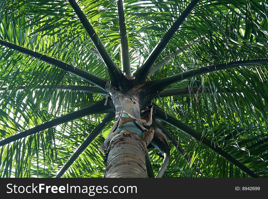 Palm tree seen from below. Palm tree seen from below.