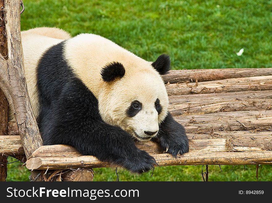 giant panda in the park