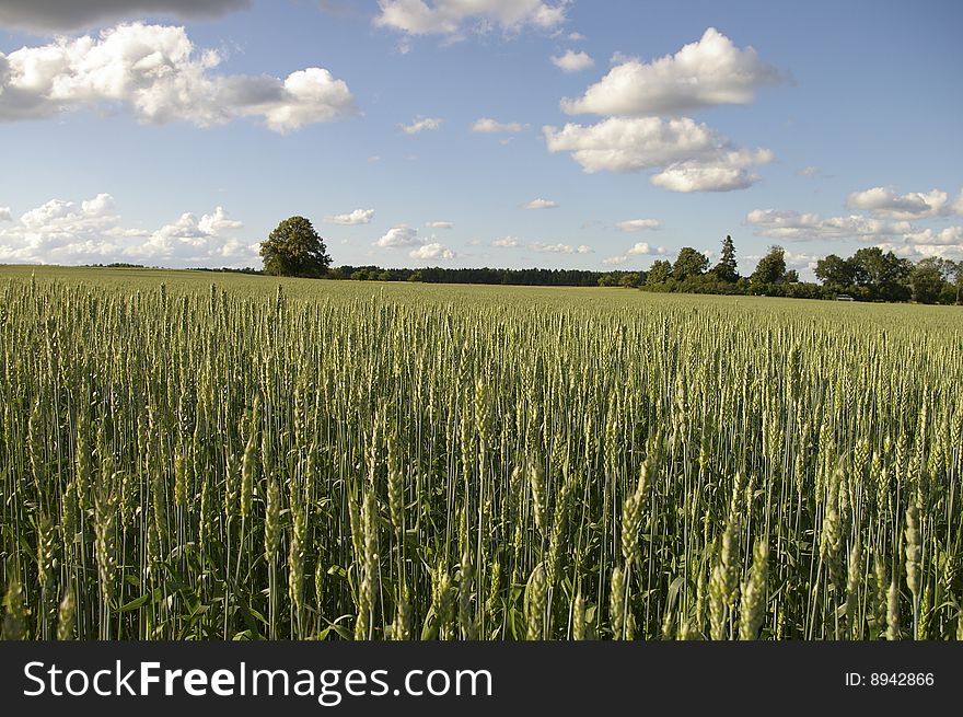 Siima farm wheat field located in Estonia. Photo taken in July