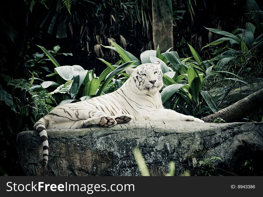 White stripe tiger in singapore zoological garden. White stripe tiger in singapore zoological garden
