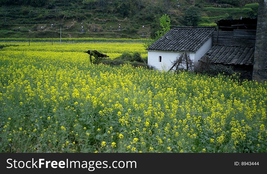It is  Wuyuan,in Jiangxi province, China . It is  Wuyuan,in Jiangxi province, China .