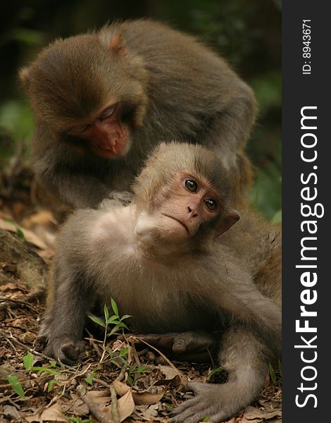 Rhesus Macaque (Monkey)