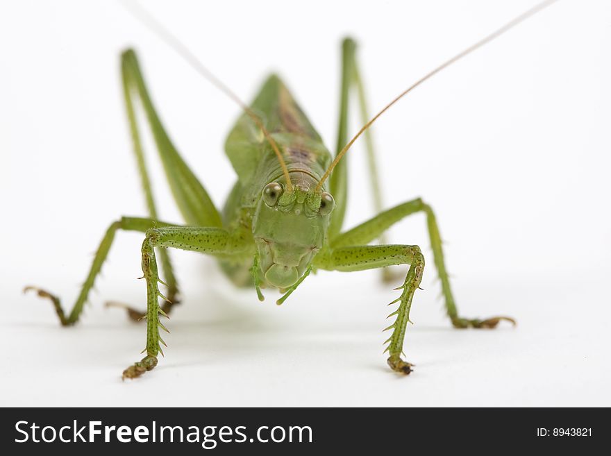 Closeup of a gras hopper looking straight into the camera. Closeup of a gras hopper looking straight into the camera