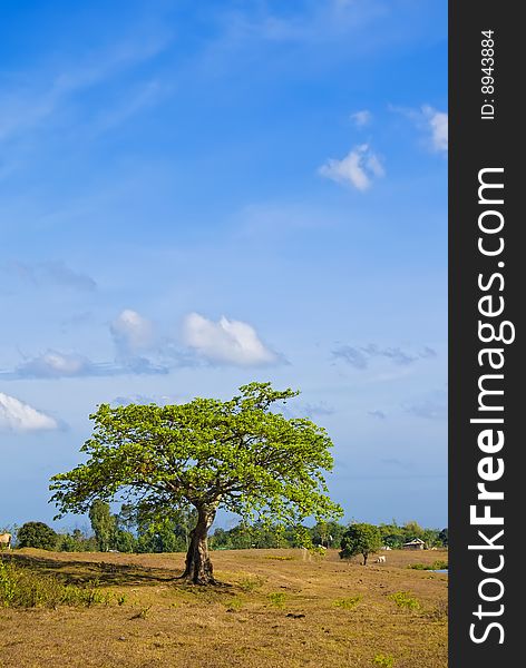 Tree in field, against blue sky. Tree in field, against blue sky