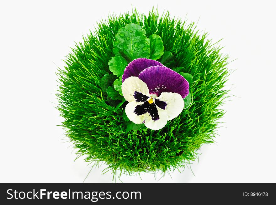 Round ball of grass with a violet in the center. Round ball of grass with a violet in the center