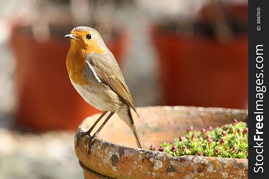 Portrait of a Robin sitting on a flower pot