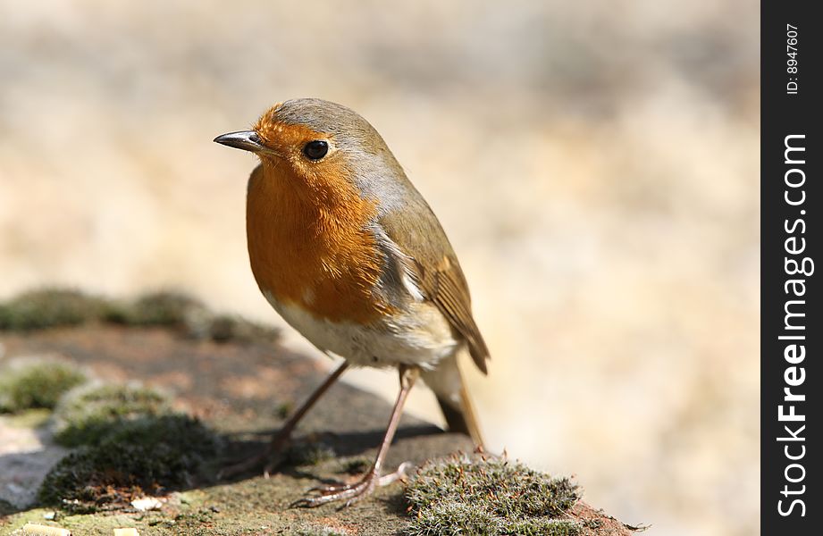 Portrait of a Robin looking for food