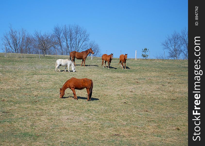 Horses grazing in the countryside. Horses grazing in the countryside