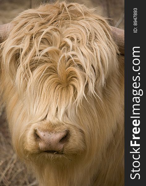 Head of a scottish highlander calf in winter