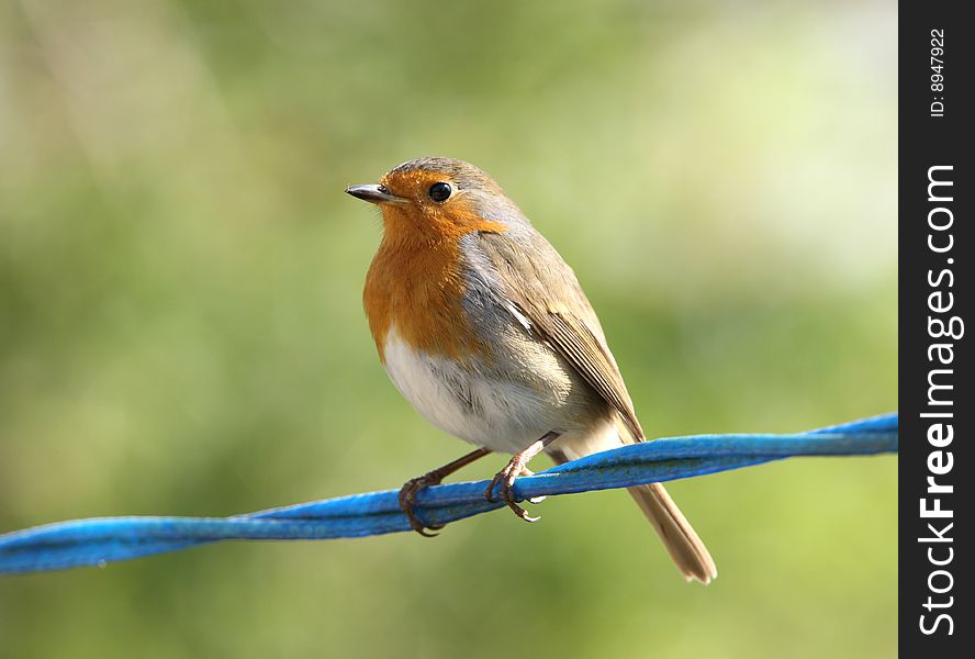 Portrait of a Robin sitting on a washing line