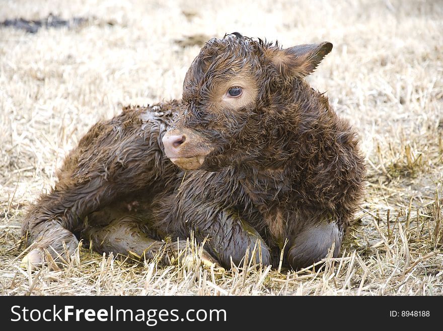 One day old calf on the meadow. One day old calf on the meadow
