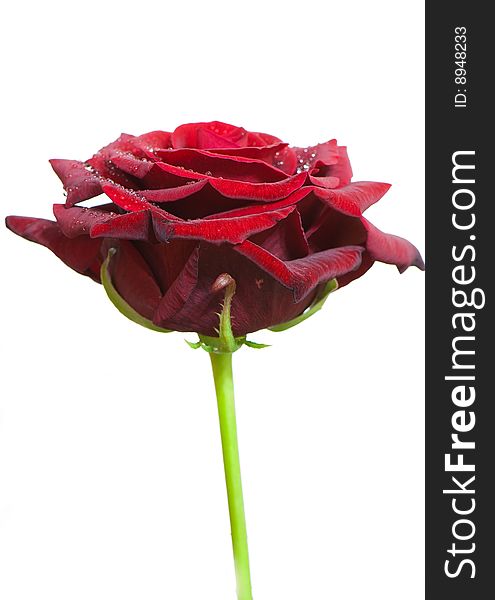 Beautiful close-up rose with water drops removed close up on a light background