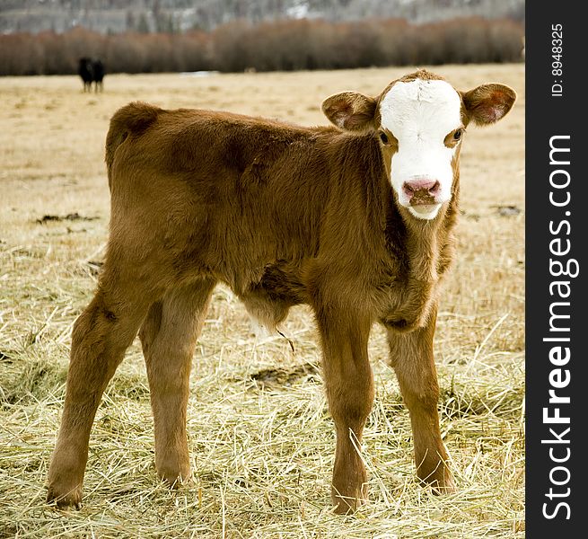 One day old calf on the meadow. One day old calf on the meadow