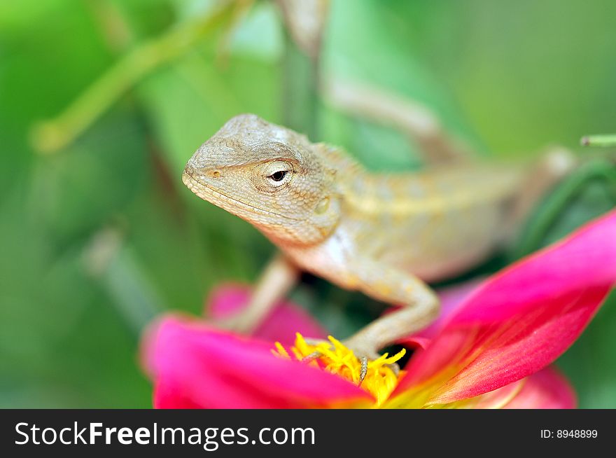 Chameleon sticking to colored flowers.