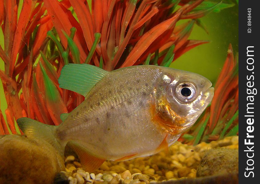 Piranha the most blood-thirsty covey fish in the world