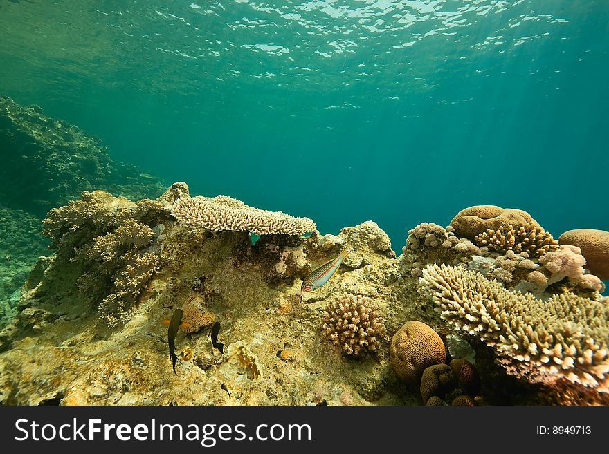 Coral And Fish Around Sha Ab Mahmud