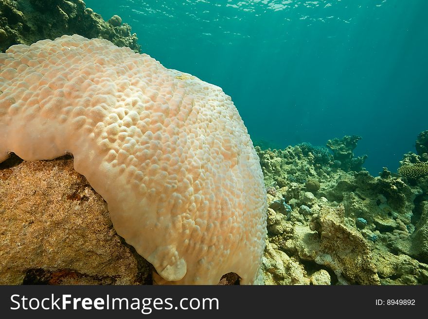 Coral and fish around Sha'ab Mahmud in the red sea.