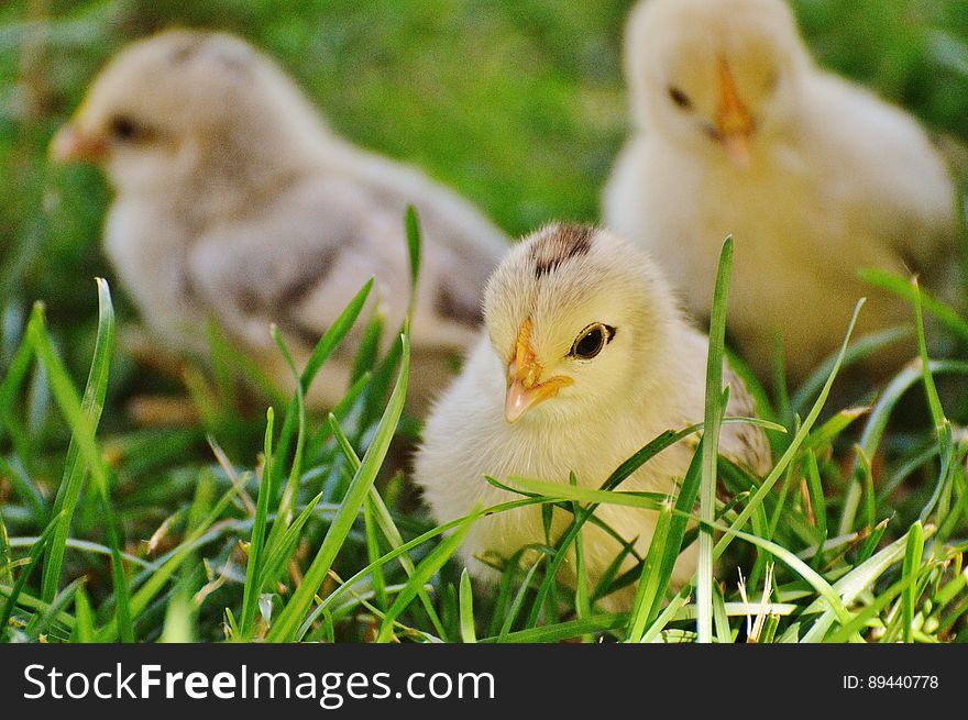 3 Chicks on Green Grass