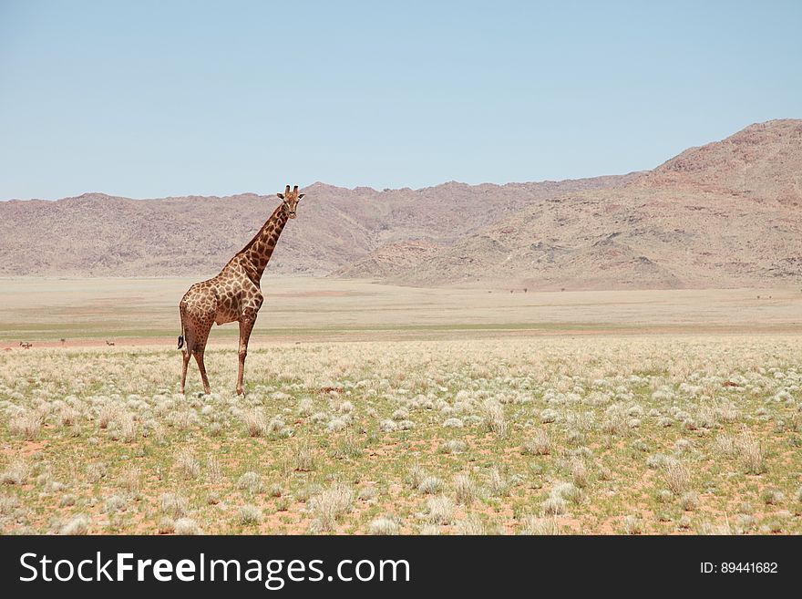 Adult giraffe standing in savanna grassland in Africa on sunny day.