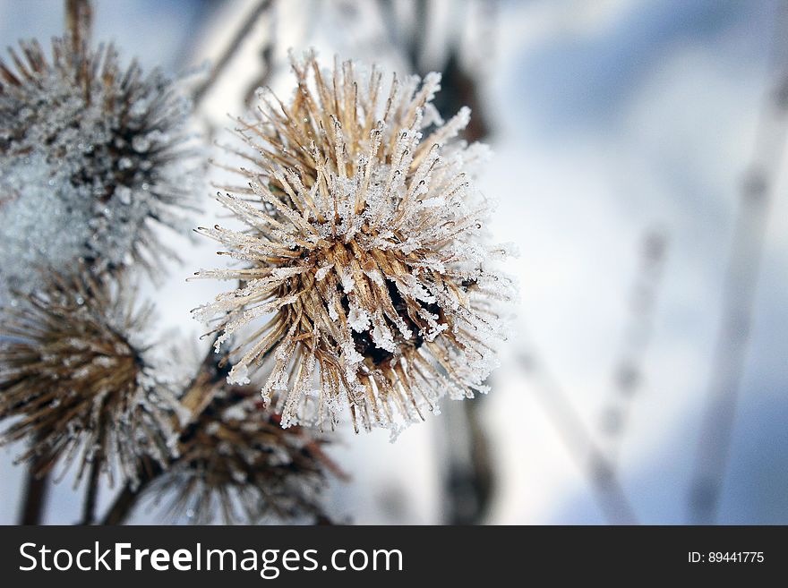 Close up of frost on wildflowers in winter.
