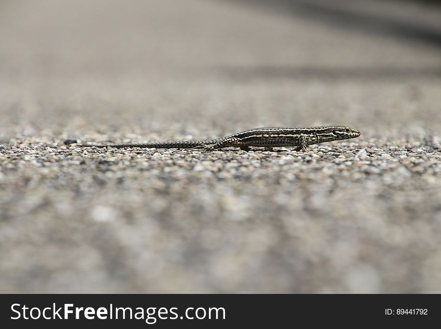 Close up of small reptile on gravel.