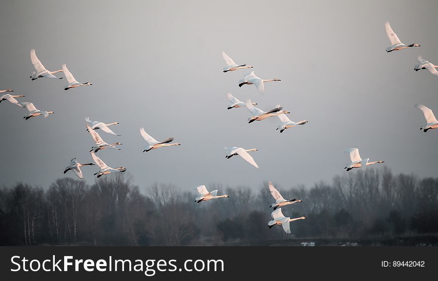 Whooper swans