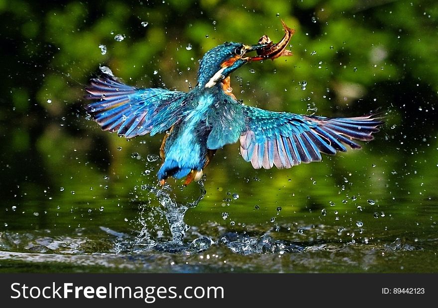 Kingfisher in action of flying with fresh caught fish. Kingfisher in action of flying with fresh caught fish.