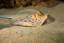 Bluespotted Stingray Stock Photography Bluespotted Stingray Stock Photography