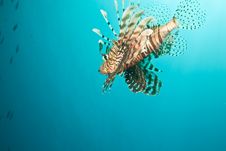 Lionfish Stock Image Lionfish Stock Image