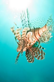 Lionfish Royalty Free Stock Photography Lionfish Royalty Free Stock Photography