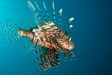 Lionfish Stock Images Lionfish Stock Images