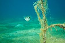 Pufferfish And Ocean Royalty Free Stock Photos Pufferfish And Ocean Royalty Free Stock Photos