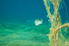 Pufferfish And Ocean Stock Photo Pufferfish And Ocean Stock Photo