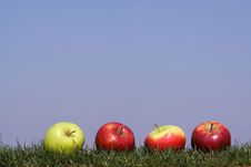 Apples In Grass Stock Photo