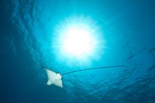Ocean, Sun And Spotted Eagle Ray Stock Images Ocean, Sun And Spotted Eagle Ray Stock Images