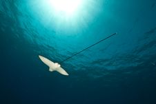Ocean, Sun And Spotted Eagle Ray Stock Photo Ocean, Sun And Spotted Eagle Ray Stock Photo