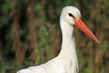 Free Close Portrait Of White Stork In Natural Habitat Royalty Free Stock Photography - 8957597