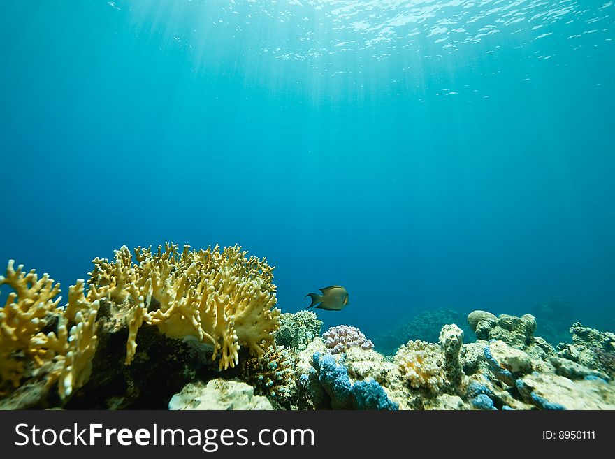 Coral and fish around Sha'ab Mahmud in the red sea.