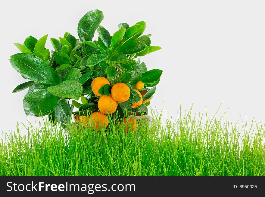 Oranges on a wet branch on a green hill. Oranges on a wet branch on a green hill