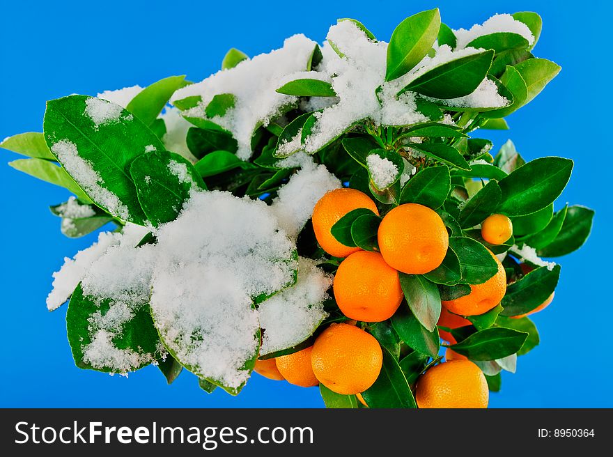 Ripe oranges on the tree under the snow. Ripe oranges on the tree under the snow