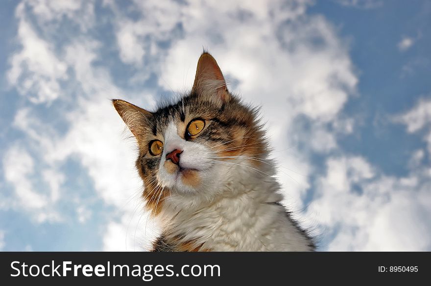 Cat in foreground and blue sky on background. Cat in foreground and blue sky on background