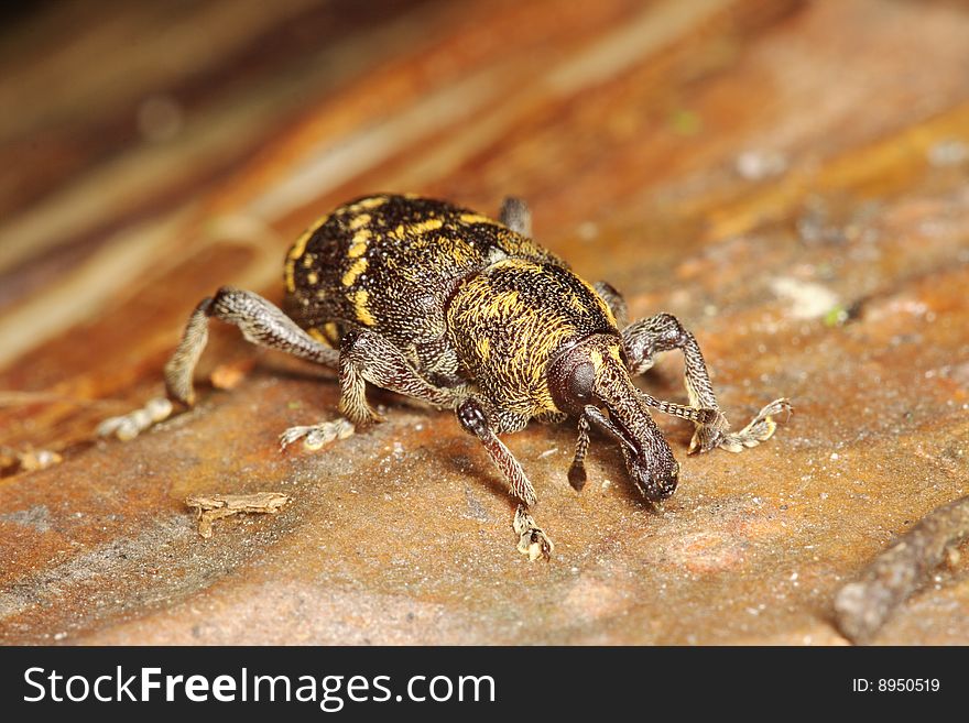 Pine weevil (Hylobius abietis) on a Scots pine trunk, Poland