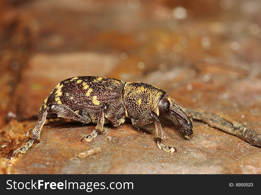 Pine weevil (Hylobius abietis) on a Scots pine trunk, Poland