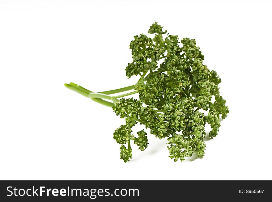 Parsley green leaf closeup on white background