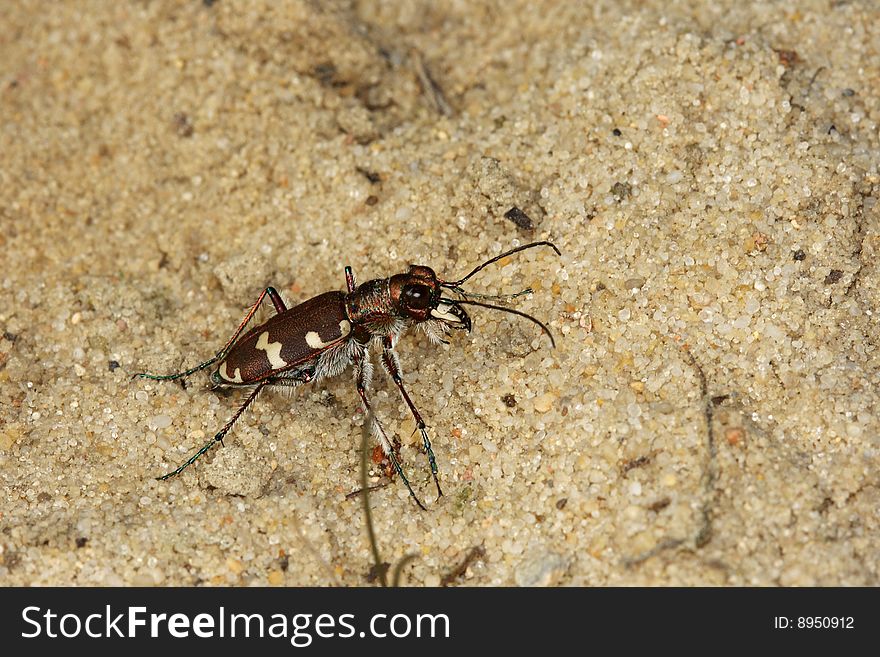 Northern dune tiger beetle (Cicindela hybrida) hunting for prey insects