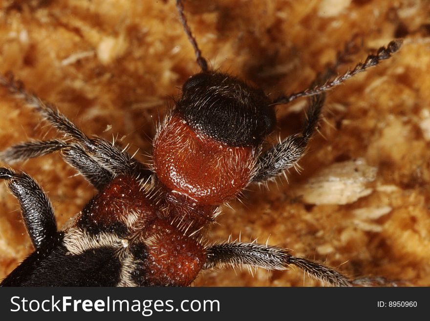 Ant beetle (Thanasimus formicarius) hunting for prey insects and their larvae on a Scots pine tree - closeup