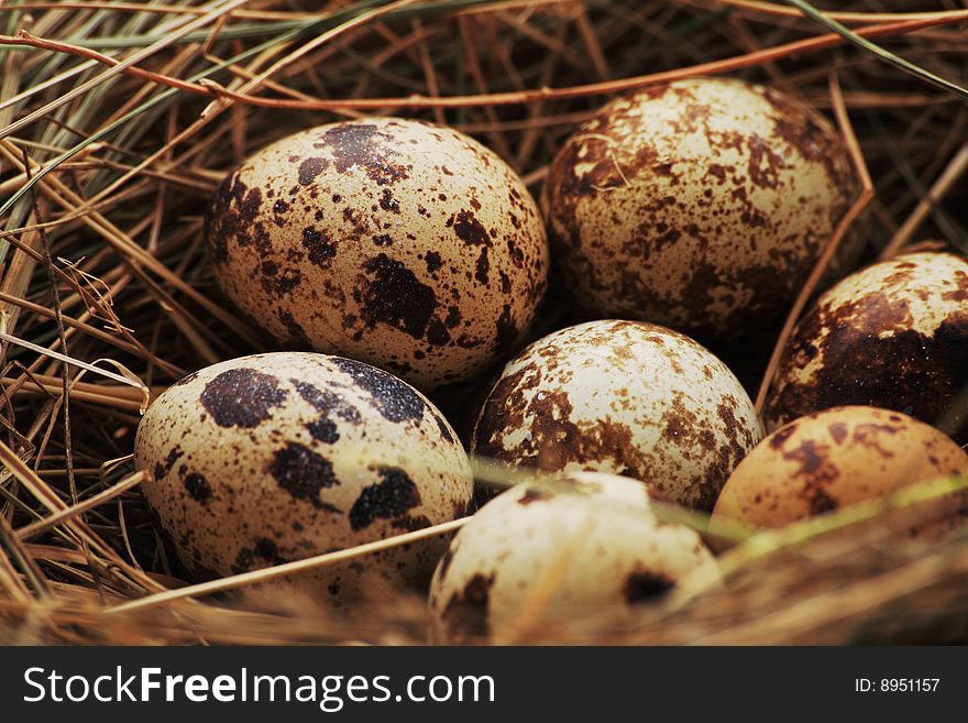 Close up view of the quail nest. Close up view of the quail nest.