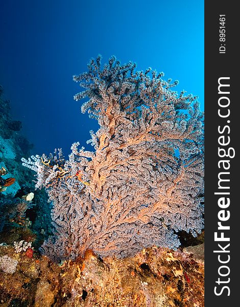 Coral and fish around Sha'ab Mahmud in the red sea.