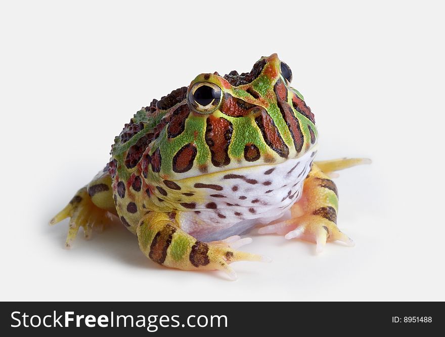 A baby ornate horned frog is sitting on a white background. A baby ornate horned frog is sitting on a white background.