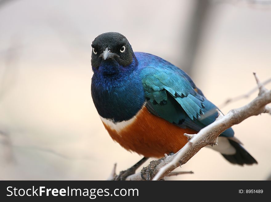 Superb Starling (Lamprotornis superbus), Tarangire National Park, Tanzania